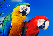 BRD 01 RK0075 06
Head Shots Of Colorful Macaws