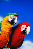 BRD 01 RK0075 11
Head Shots Of Colorful Macaws