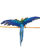BRD 01 RK0078 01
Catalina Macaw On Pole