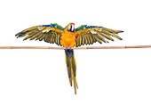 BRD 01 RK0079 02
Catalina Macaw On White Seamless