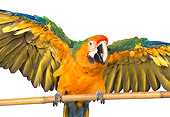 BRD 01 RK0080 03
Catalina Macaw On Pole White Seamless