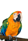 BRD 01 RK0081 04
Catalina Macaw Sitting On Branch White Seamless
