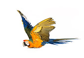 BRD 01 RK0082 14
Parrot On White Seamless
