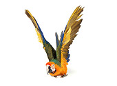 BRD 01 RK0082 15
Parrot On White Seamless