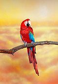 BRD 01 RK0096 02
Green-Winged Macaw Sitting On Branch Sunset Background
