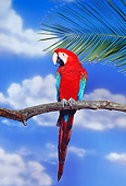 BRD 01 RK0097 03
Green-Winged Macaw Sitting On Branch By Leaf Cloudy Blue Sky
