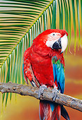 BRD 01 RK0103 06
Green-Winged Macaw Sitting On Branch By Leaf