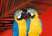 BRD 01 RK0120 10
Close Up Of Two Blue-And-Gold Macaws By Leaf Red Background