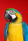 BRD 01 RK0122 08
Head Shot Of Blue And Gold Macaw