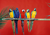 BRD 01 RK0128 21
A Group Of Macaws Sitting On Pole