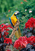 BRD 01 RK0153 19
Blue And Gold Macaw Sitting On Branch By Red Flowers