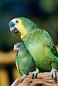 BRD 01 RK0171 07
Two Parrots Green Sitting On Branch