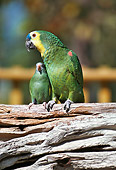 BRD 01 RK0171 71
Two Parrots Green Sitting On Branch