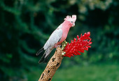 BRD 01 RK0176 03
Rose-Breasted Cockatoo Sitting On Branch With Red Flower
