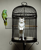 BRD 01 RK0178 01
Parrot With Cat Sitting Inside Bird Cage