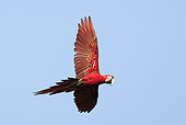 BRD 01 WF0001 01
Green-Winged Macaw In Flight