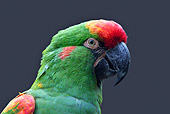 BRD 01 WF0002 01
Head Shot Of Red-Fronted Macaw