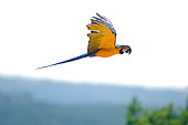 BRD 01 WF0003 01
Blue-And-Yellow Macaw Flying Through Jungle