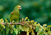 BRD 01 WF0004 01
Blue Fronted Parrot Perched On Branch Brazil