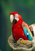 BRD 01 WF0006 01
Red And Green Macaw Sitting On Stump
