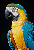 BRD 01 GR0001 01
Close-Up Of Blue And Gold Macaw