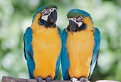 BRD 01 GR0002 01
Two Blue And Gold Macaws Perching On Branch