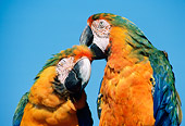 BRD 01 GR0003 01
Close-Up Of Two Catalina Macaws Preening
