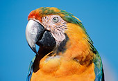 BRD 01 GR0004 01
Head Shot Of Catalina Macaw