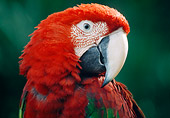 BRD 01 GR0005 01
Head Shot Of Green-Winged Macaw