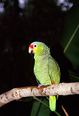 BRD 01 JM0001 01
Profile Of Red-Lored Parrot Sitting On Branch