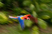BRD 01 KH0001 01
Scarlet Macaw Flying In Jungle