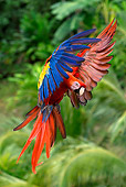 BRD 01 KH0002 01
Scarlet Macaw Flying In Jungle