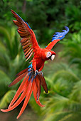 BRD 01 KH0003 01
Scarlet Macaw Flying In Jungle