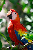 BRD 01 KH0004 01
Scarlet Macaw Perching On Branch