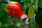 BRD 01 KH0005 01
Scarlet Macaw Perching On Branch Looking Down