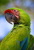 BRD 01 KH0006 01
Close-Up Of Military Macaw
