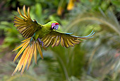 BRD 01 KH0007 01
Military Macaw Flying In Jungle