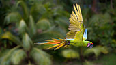 BRD 01 KH0008 01
Military Macaw Flying In Jungle