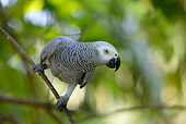 BRD 01 KH0009 01
African Grey Parrot Perching On Branch