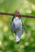 BRD 01 KH0010 01
African Grey Parrot Hanging From Branch