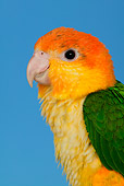 BRD 01 KH0011 01
Head Shot Of White-Bellied Parrot