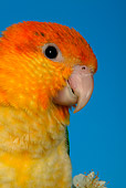 BRD 01 KH0012 01
Head Shot Of White-Bellied Parrot