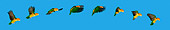 BRD 01 KH0013 01
Motion Sequence Of White-Bellied Parrot Flying