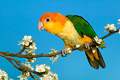 BRD 01 KH0014 01
White-Bellied Parrot Perching On Branch