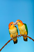 BRD 01 KH0015 01
Two White-Bellied Parrots Perching On Branch Kissing