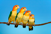 BRD 01 KH0016 01
Four White-Bellied Parrots Perching On Branch