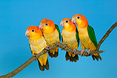 BRD 01 KH0017 01
Four White-Bellied Parrots Perching On Branch