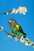 BRD 01 KH0018 01
Meyer's Parrot Perching On Branch
