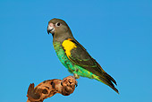 BRD 01 KH0019 01
Meyer's Parrot Perching On Branch