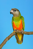 BRD 01 KH0020 01
Senegal Parrot Perching On Branch